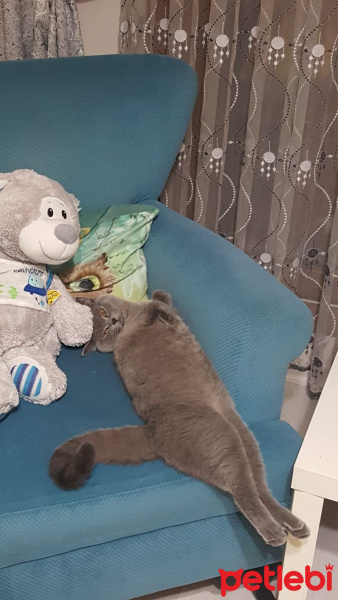 Scottish Fold, Kedi Maya fotoğrafı