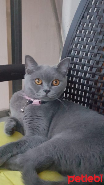 Scottish Fold, Kedi Maya fotoğrafı