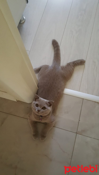Scottish Fold, Kedi Maya fotoğrafı