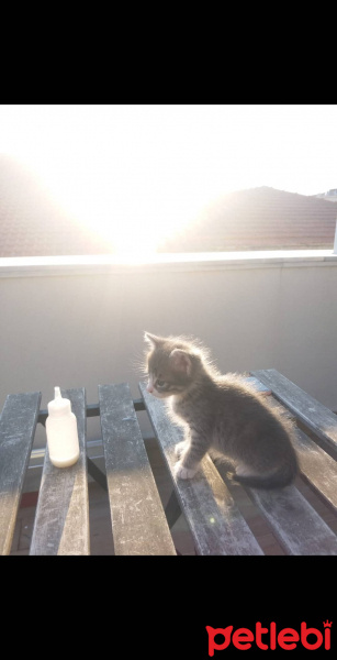 Tekir Kedi, Kedi Efe fotoğrafı