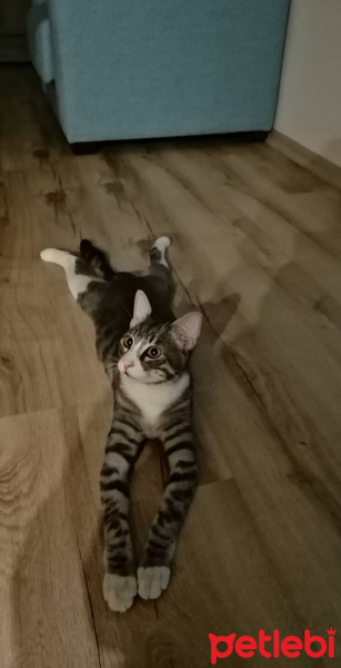 Tekir Kedi, Kedi Efe fotoğrafı