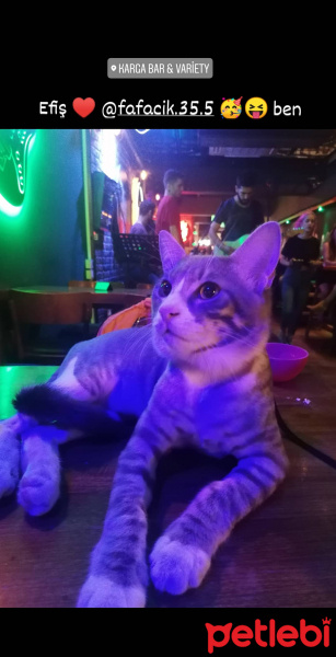 Tekir Kedi, Kedi Efe fotoğrafı