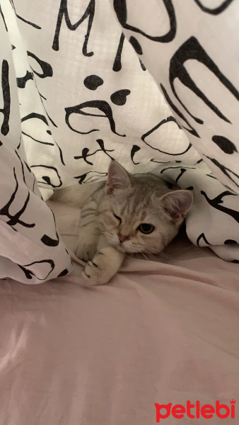 Scottish Fold, Kedi Mila fotoğrafı