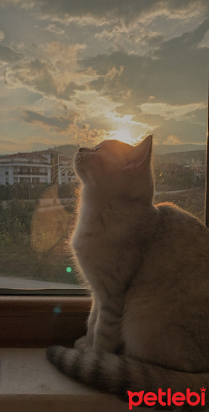 Scottish Fold, Kedi Mila fotoğrafı