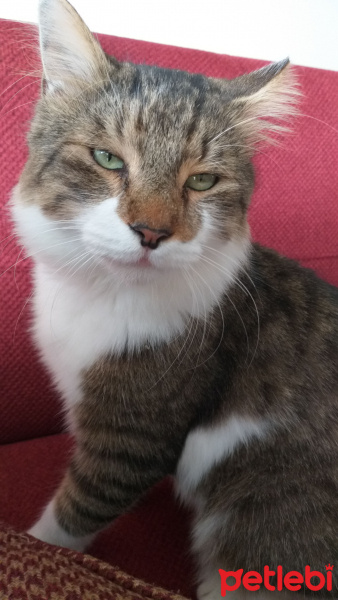 Tekir Kedi, Kedi Yağmur fotoğrafı