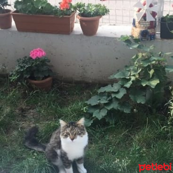 Tekir Kedi, Kedi Yağmur fotoğrafı