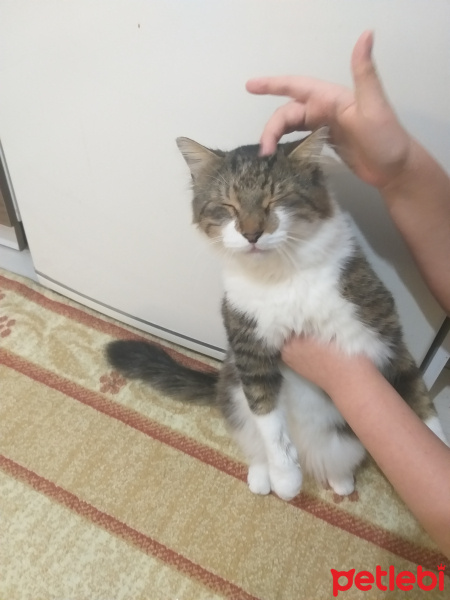 Tekir Kedi, Kedi Yağmur fotoğrafı