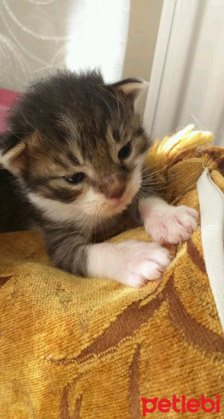 Tekir Kedi, Kedi Yağmur fotoğrafı