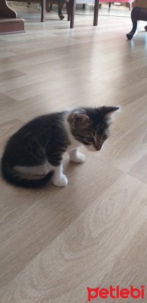 Tekir Kedi, Kedi Yağmur fotoğrafı