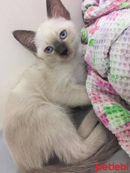 Siyam Kedisi, Kedi Siyam fotoğrafı