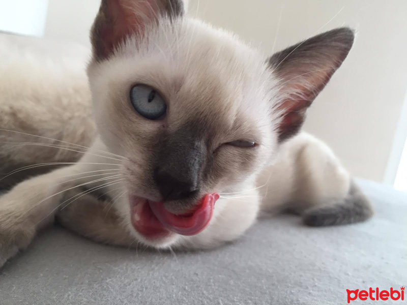 Siyam Kedisi, Kedi Siyam fotoğrafı