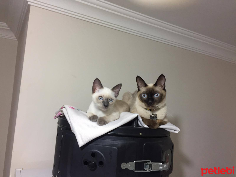 Siyam Kedisi, Kedi Siyam fotoğrafı