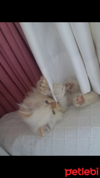 İran Kedisi (Persian), Kedi Slya fotoğrafı