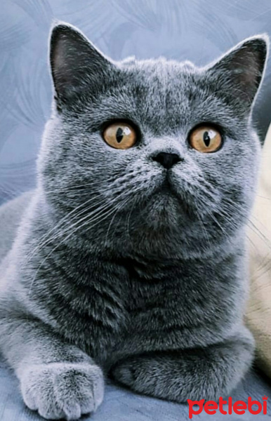 British Shorthair, Kedi Zizi fotoğrafı