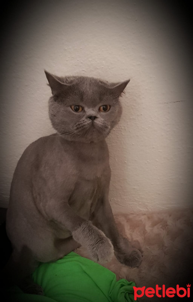 British Shorthair, Kedi Zizi fotoğrafı