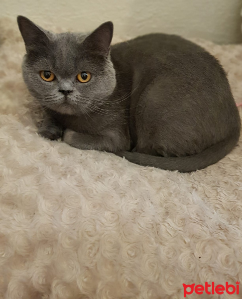 British Shorthair, Kedi Zizi fotoğrafı