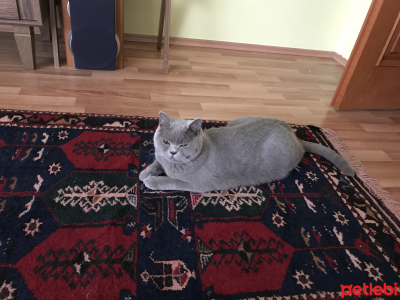 British Shorthair, Kedi Atlas fotoğrafı