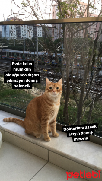Sarman, Kedi helen fotoğrafı