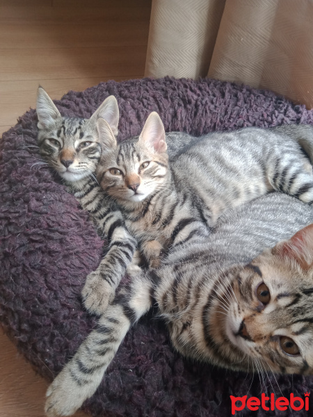 Tekir Kedi, Kedi İsimsiz fotoğrafı