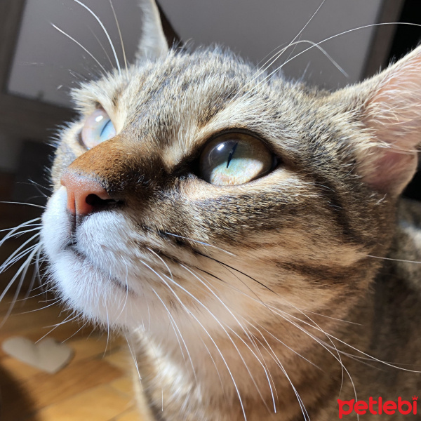 Tekir Kedi, Kedi Lila fotoğrafı