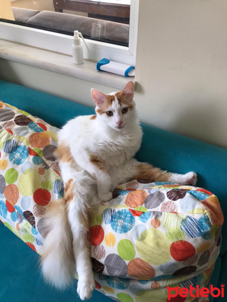 Sarman, Kedi Alican fotoğrafı