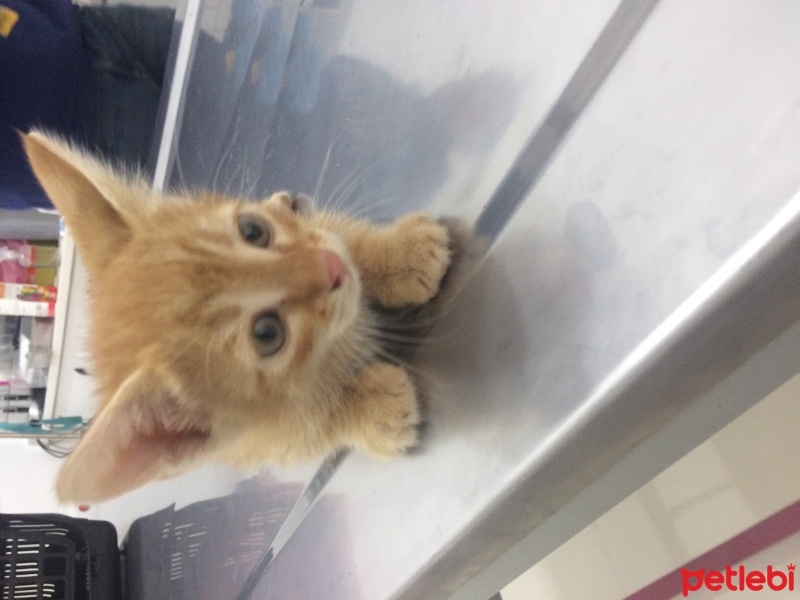 Sarman, Kedi Alican fotoğrafı