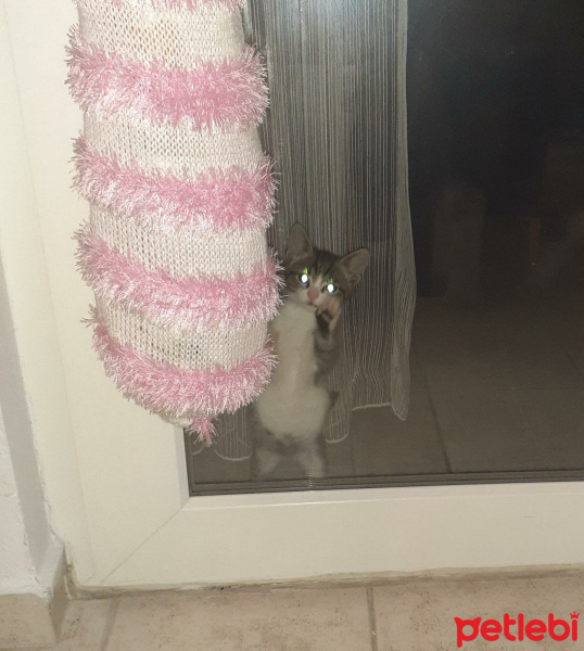 Tekir Kedi, Kedi Ceku fotoğrafı