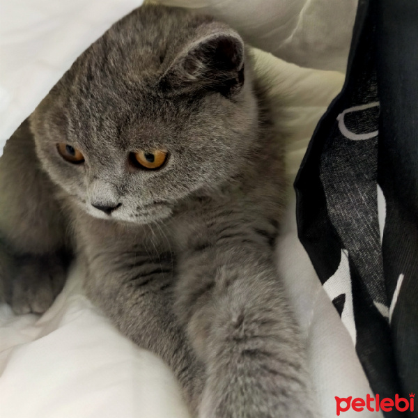British Shorthair, Kedi Uzay fotoğrafı