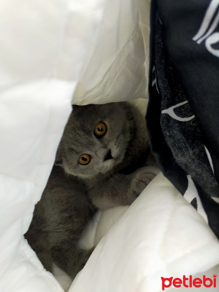 British Shorthair, Kedi Uzay fotoğrafı