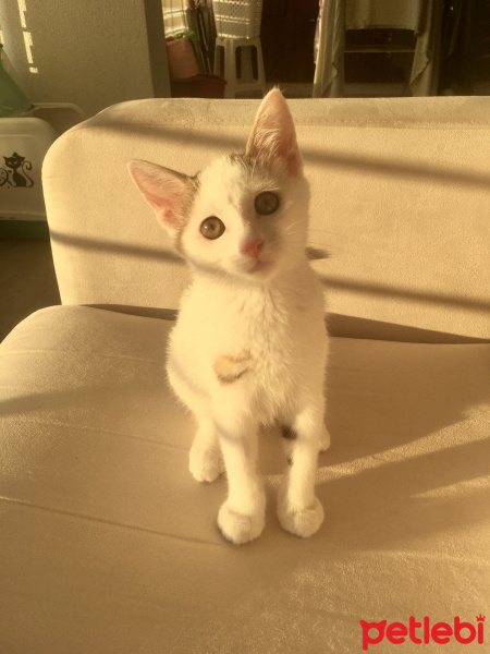 Tekir Kedi, Kedi Zıpır fotoğrafı