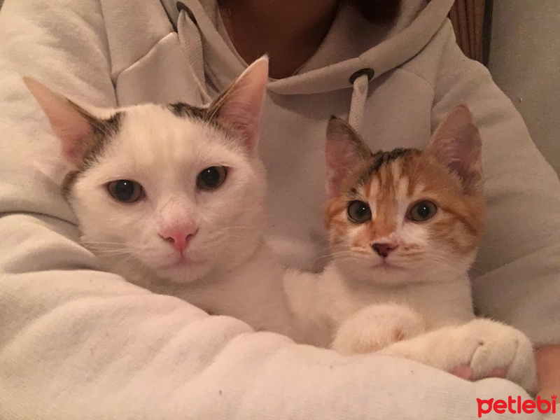 Tekir Kedi, Kedi Zıpır fotoğrafı