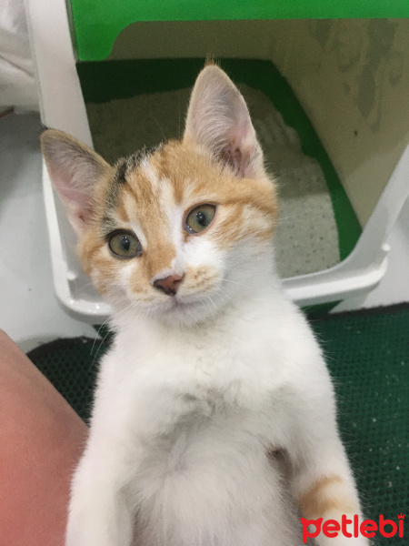 Tekir Kedi, Kedi Feride fotoğrafı