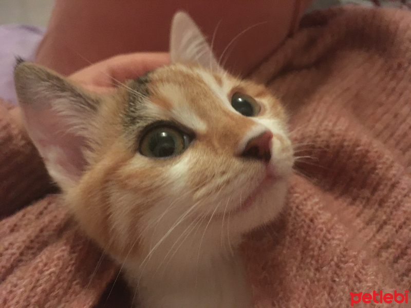 Tekir Kedi, Kedi Feride fotoğrafı