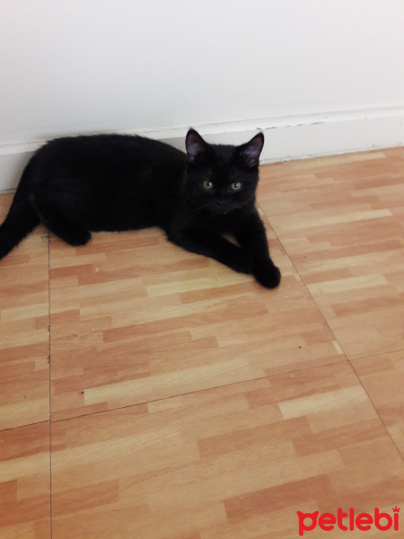 Scottish Fold, Kedi Aşk fotoğrafı