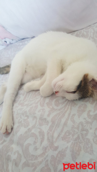 Tekir Kedi, Kedi Kepaze fotoğrafı