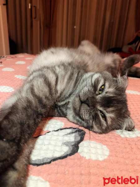Scottish Fold, Kedi Kate fotoğrafı