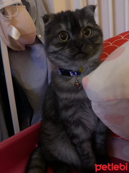 Scottish Fold, Kedi Kate fotoğrafı