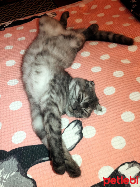 Scottish Fold, Kedi Kate fotoğrafı