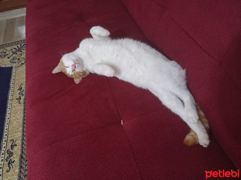 Sarman, Kedi Fındık fotoğrafı