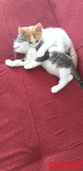 Sarman, Kedi Fındık ve yağmur fotoğrafı