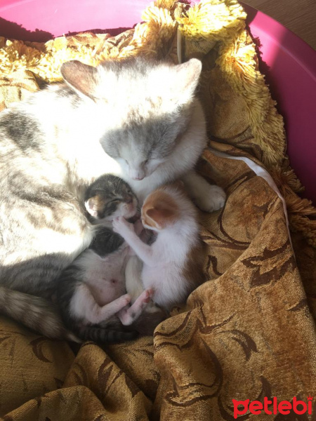 Sarman, Kedi Fındık ve yağmur fotoğrafı