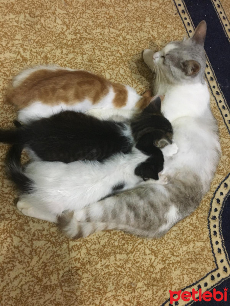 Sarman, Kedi Fındık ve yağmur fotoğrafı
