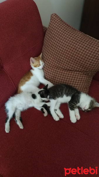 Sarman, Kedi Fındık ve yağmur fotoğrafı