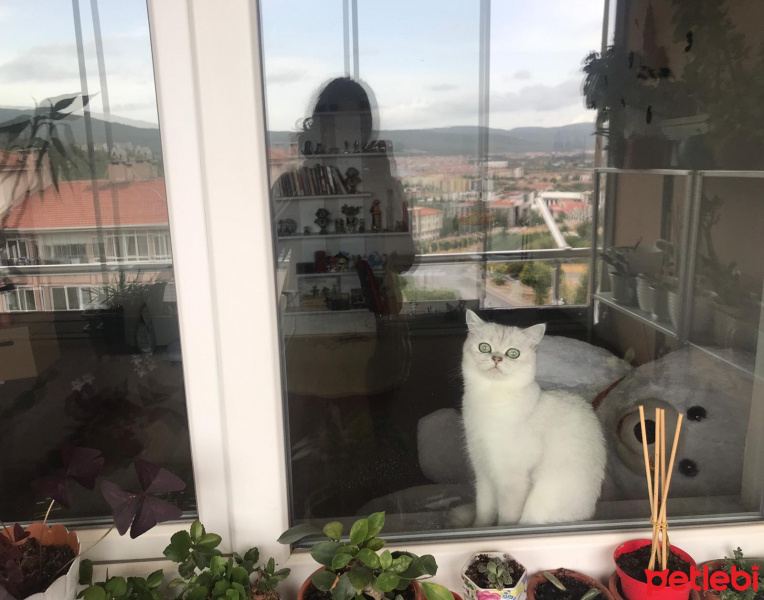 British Shorthair, Kedi Merlin fotoğrafı