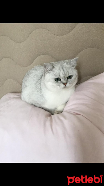 British Shorthair, Kedi Merlin fotoğrafı