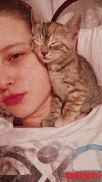 Tekir Kedi, Kedi Sakız fotoğrafı