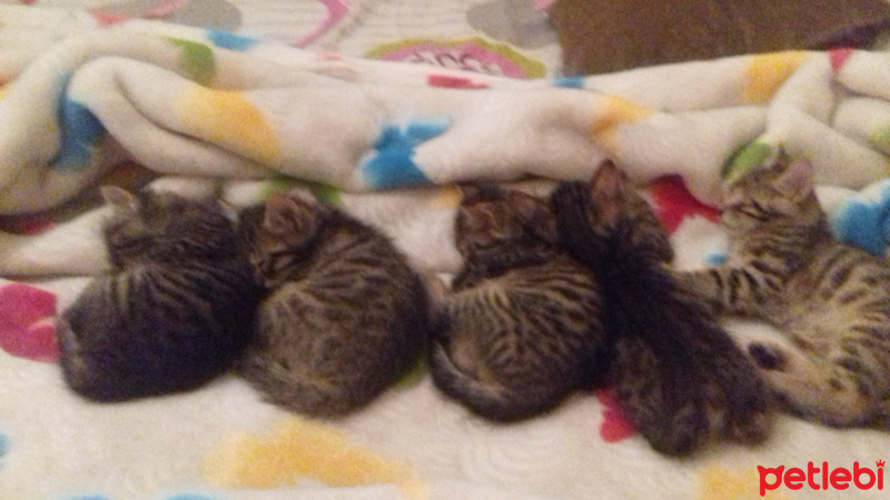 Siyam Kedisi, Kedi Big bigler fotoğrafı