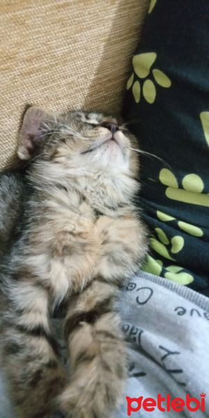 Tekir Kedi, Kedi Acil kalıcı yuva arıyoruz fotoğrafı