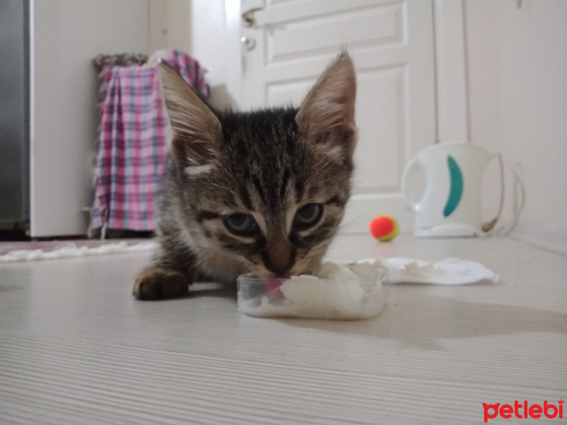 Tekir Kedi, Kedi Acil kalıcı yuva arıyoruz fotoğrafı