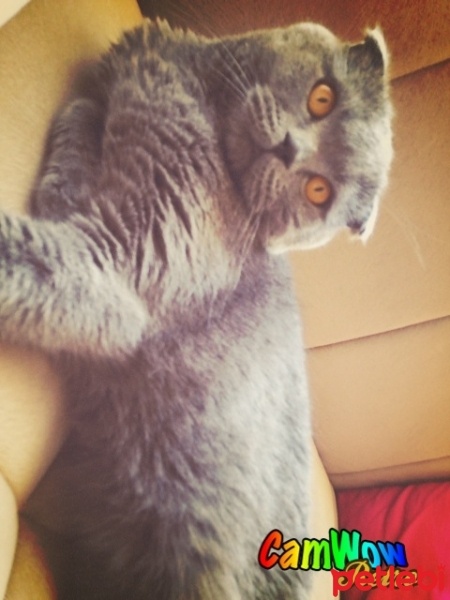 Scottish Fold, Kedi  Duman fotoğrafı